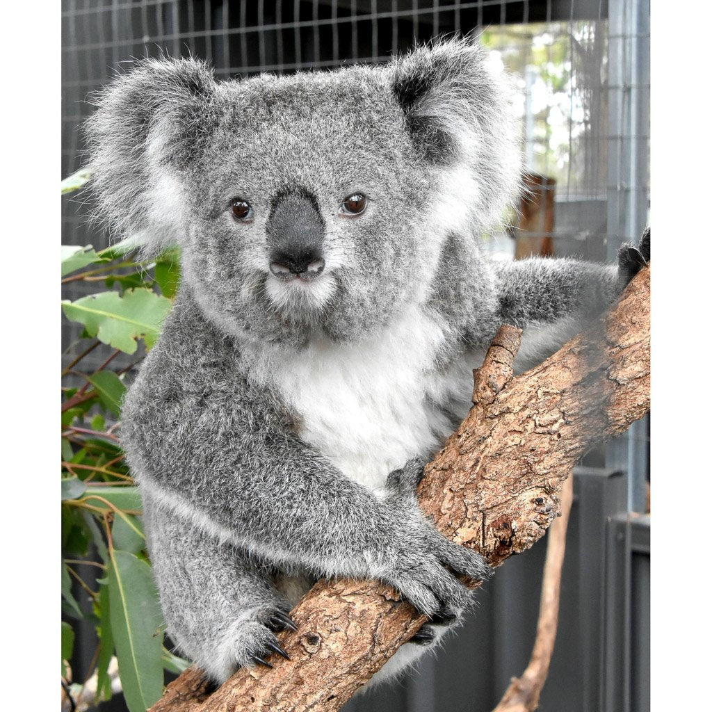 Marcus & Marcus Baby Bib - Koala