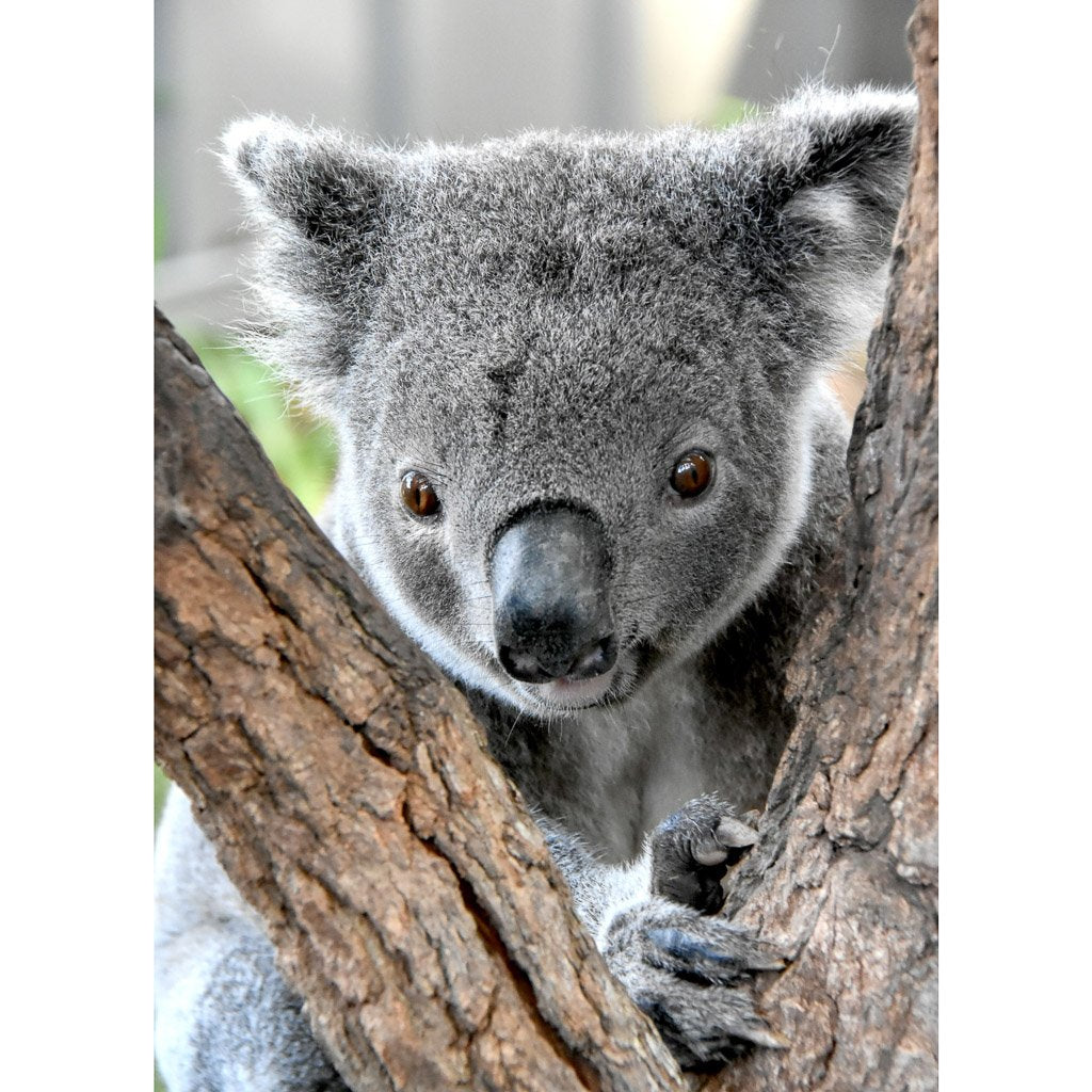 Marcus & Marcus Baby Bib - Koala